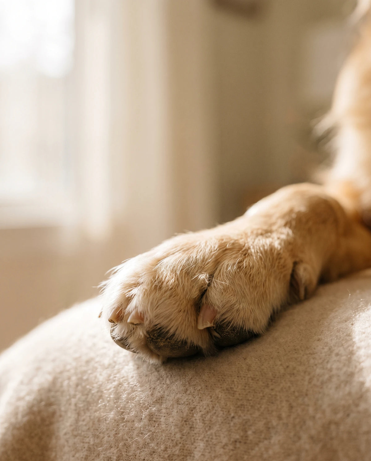 GentlePaw